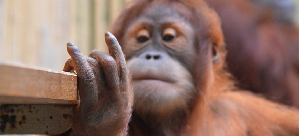 Orang-Utan-Kind im Dresdner Zoo | CC BY-SA 2.0 superscheeli via Flickr