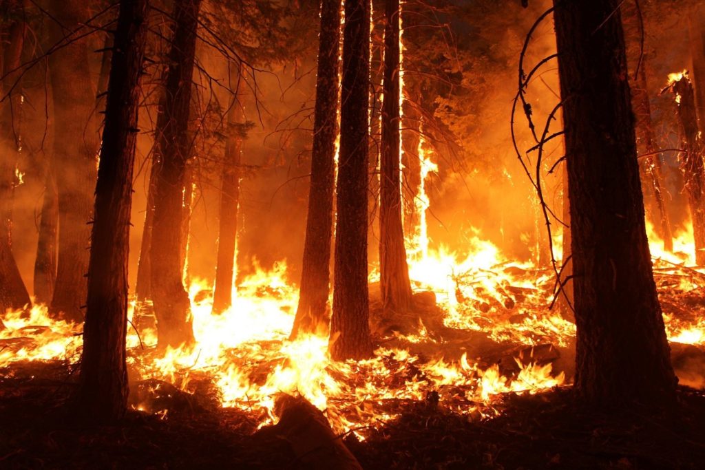 Auf dem Bild sieht man einen brennenden Wald.