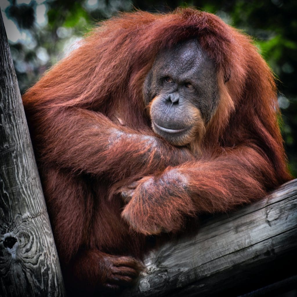Ein Orang-Utan sitzt auf einem Stamm